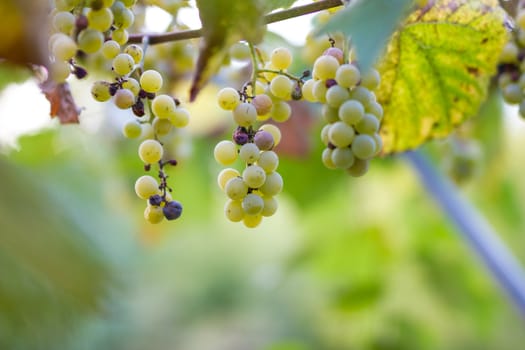 Vineyards in autumn harvest. Ripe grapes in fall. Cluster grapes