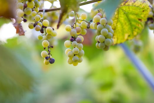 Vineyards in autumn harvest. Ripe grapes in fall. Cluster grapes