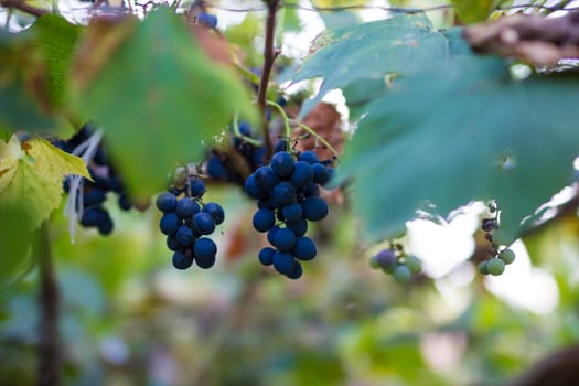 Vineyards in autumn harvest. Ripe grapes in fall. Cluster grapes