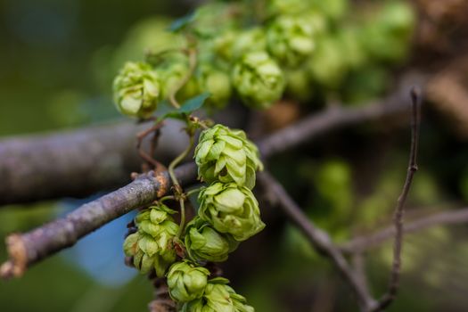 A photo of the hops farm