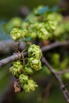 A photo of the hops farm