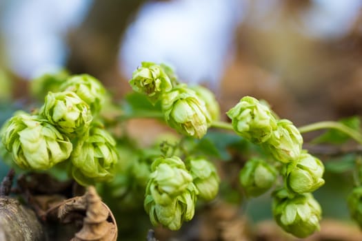 A photo of the hops farm