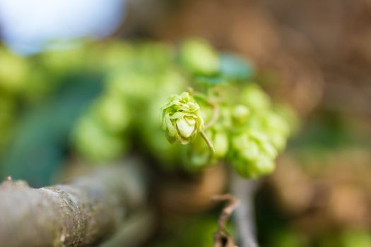 A photo of the hops farm