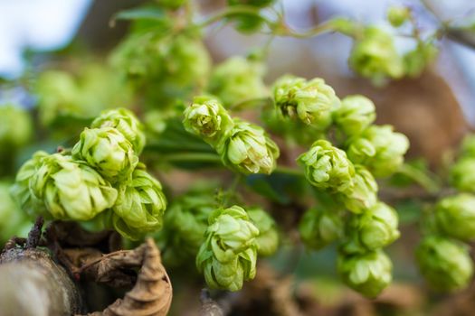 A photo of the hops farm