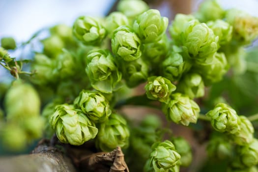 A photo of the hops farm