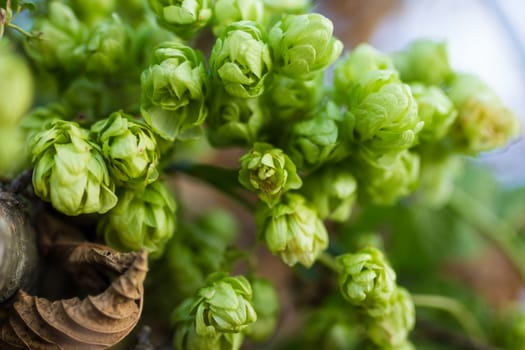 A photo of the hops farm