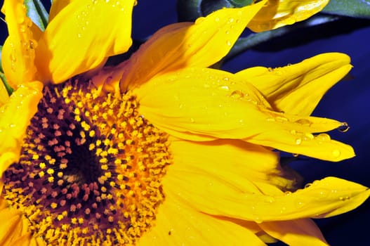 rain drops on the petals of a sunflower