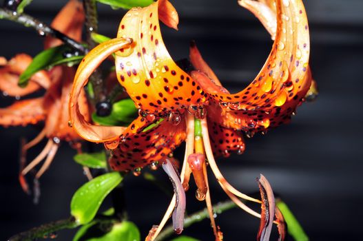 orange tiger lilies with rain drops in garden