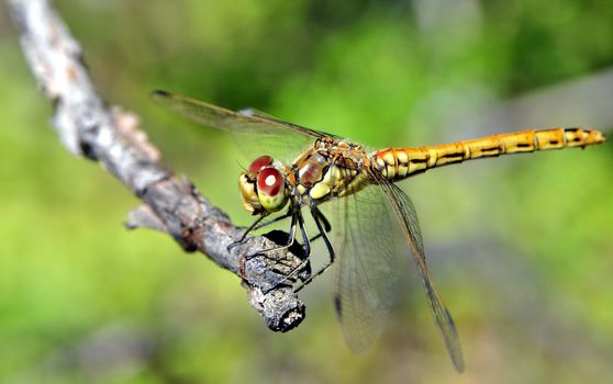 beautiful dragonfly sitting on a tree branch