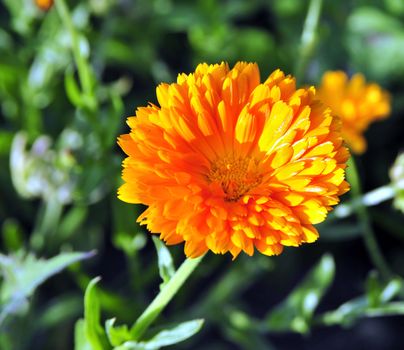 Sunny bright yellow flower among the emerald greens