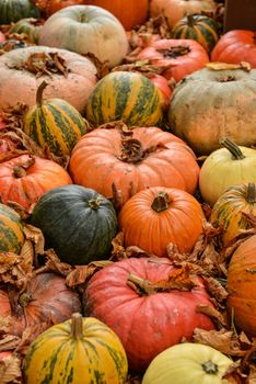 Diverse assortment of pumpkins on background. Autumn harvest, France