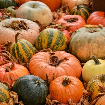 Diverse assortment of pumpkins on background. Autumn harvest, France