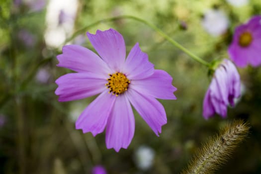 flowerbed with various wonderful flowers. colorful flower