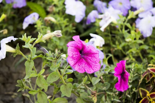 flowerbed with various wonderful flowers. colorful flower