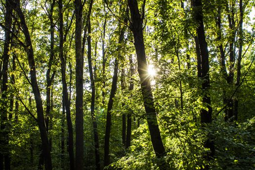 woods forest. trees background. green nature landscape. wilderness intro 1920x1080