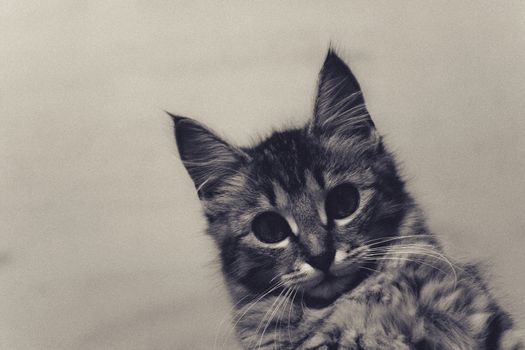 nice grey kitten looking up, very graceful,grey background
