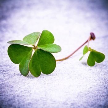 Clovers leaves on Stone .The symbolic of Four Leaf Clover the first is for faith, the second is for hope, the third is for love, and the fourth is for lucky . Clover and shamrocks is symbolic dreams .