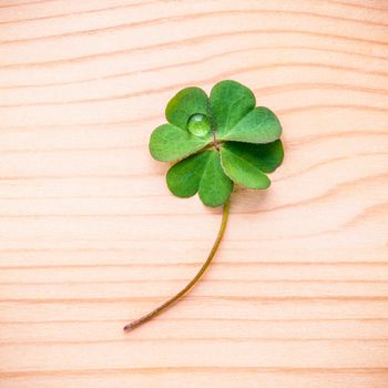 Clovers leaves on Stone .The symbolic of Four Leaf Clover the first is for faith, the second is for hope, the third is for love, and the fourth is for luck. Clover and shamrocks is symbolic dreams .