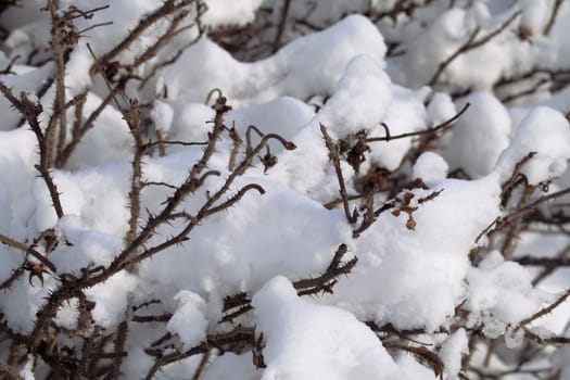 Bush covered with thick snow in winter, close-up