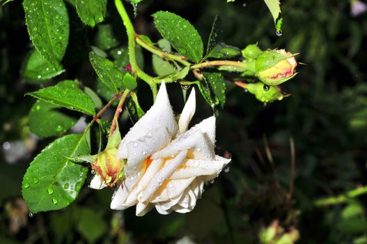 white rose with rain drops on the petals in the garden