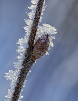 Frosty twig with buds in the early spring, macro shot