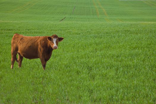 Cow standing in a barley field in early spring