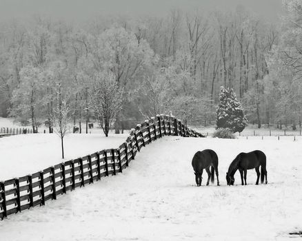 Horses in snowy rolling meadow with rail fence and snow on the trees in background