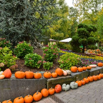 Diverse assortment of pumpkins on background. Autumn harvest, France