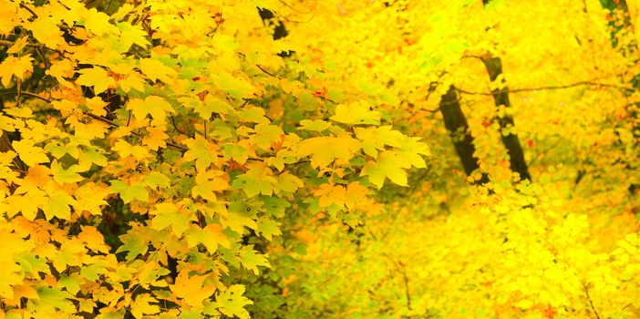 Maple leaf in autumn in Alsace,Autumn background, France