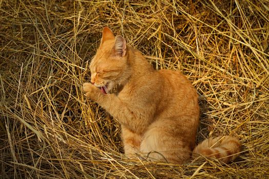 Adult red cat sitting on yellow hay and washes. Portrait pet. Image with selective focus in natural lighting.