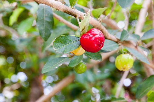 Barbados cherry (Malpighia glabra L.) fresh in garden