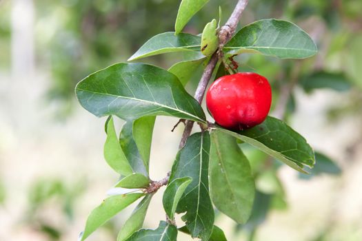 Barbados cherry (Malpighia glabra L.) fresh in garden