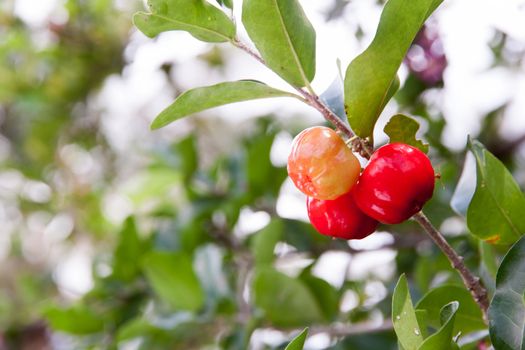 Barbados cherry (Malpighia glabra L.) fresh in garden