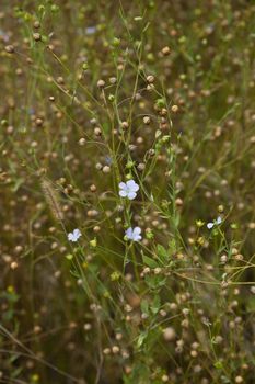  flax seeds and flowers (Linum) on field