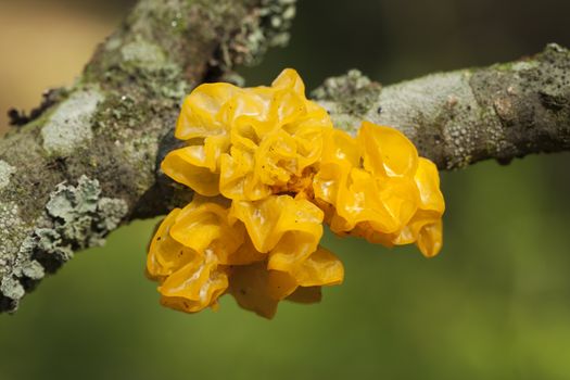 fungi with yellowish gelatinous sporophores on branch