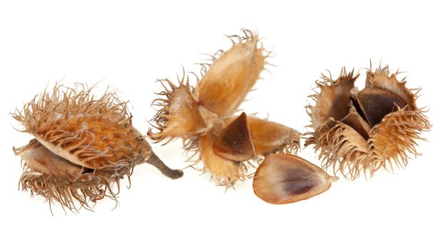 spilled seed with beech  fruit on white background
