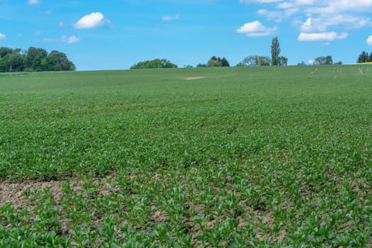 Agricultural landscape, agricultural use field in spring.