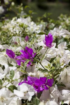 Beautiful purple bougainvillea flowers closeup and blur background