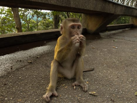 A lonely male long-tail mountain monkey sitting on gravel platform. macaca monkey in Thailand