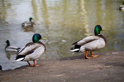 Mallard Ducks walks on the shore of the pond and swimming in the pond. Wild ducks. Drinking duck a brown duck is drinking water from a puddle. Ducks swimming in the lake