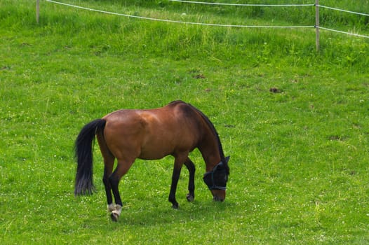 a brown horse standing on the pasture and green medow