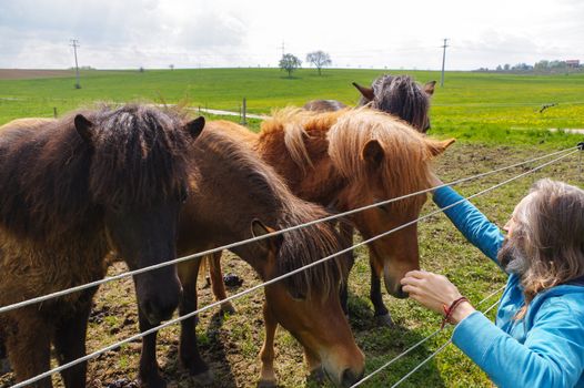 man feeding horses on a meadow at summer time