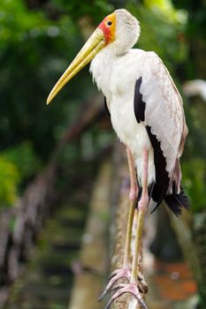 a white stork sitting on bridge railings ciconia at rainy day.
