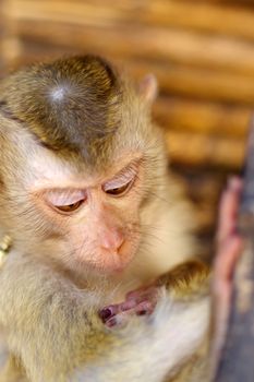 a young brown macaca monkey in Chains. Thailand