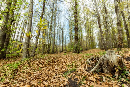 Autumn forest panorama with yellow leaves.