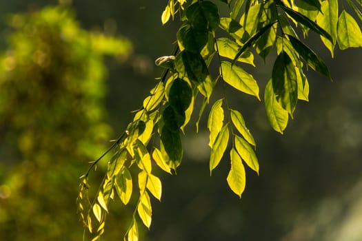 leaf hanging from branch with direct back-light from the morning sun