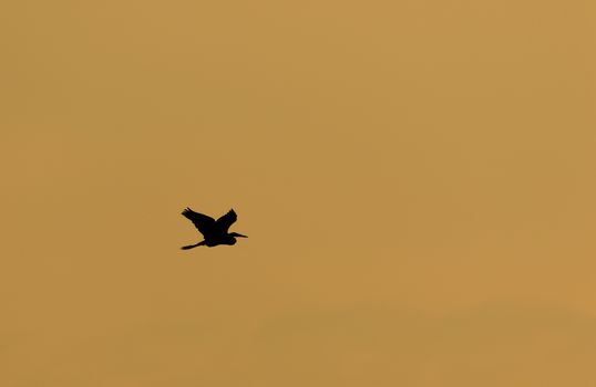 Silhouette of an egret flying home during sunset. Mood