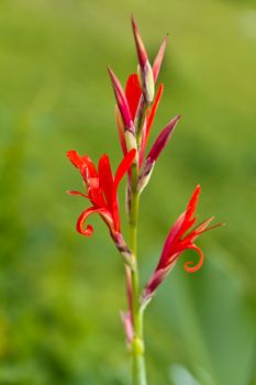 Red canna flower with green blurry background in the morning light