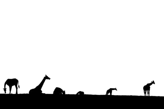 giraffes silhouette gathering in the grass on fota wildlife park in county cork ireland