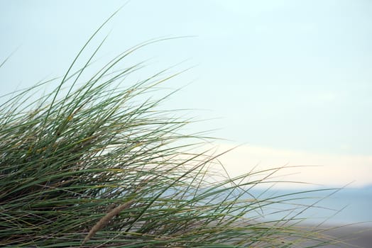 wild dune grass in beal kerry on the wild atlantic way